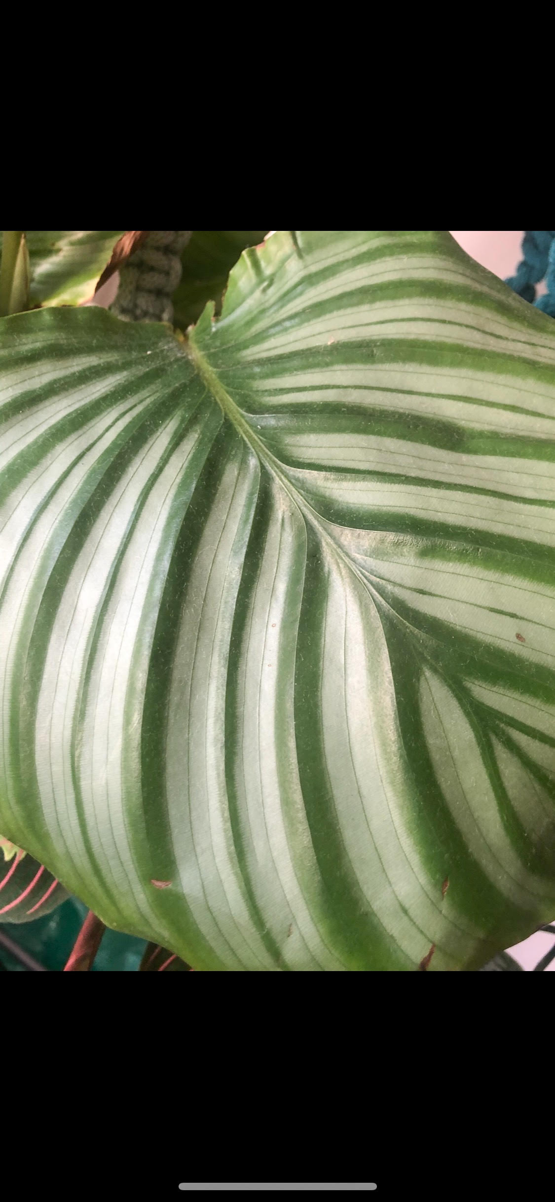 white fusion calathea care Calathea White Fusion (24 inch plant)