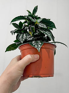 C3B52506-6270-40E3-84FB-BC662B737453_edi