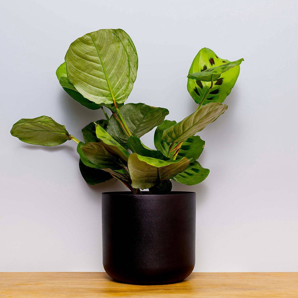 Thumbnail: Maranta Kercho & Ceramic Pot