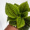 Thumbnail: Pilea Moon Valley