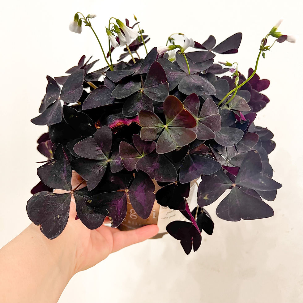 showing detail of purple butterfly shaped leaves of Oxalis Houseplant