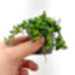 Hand holding a String of Tears houseplant