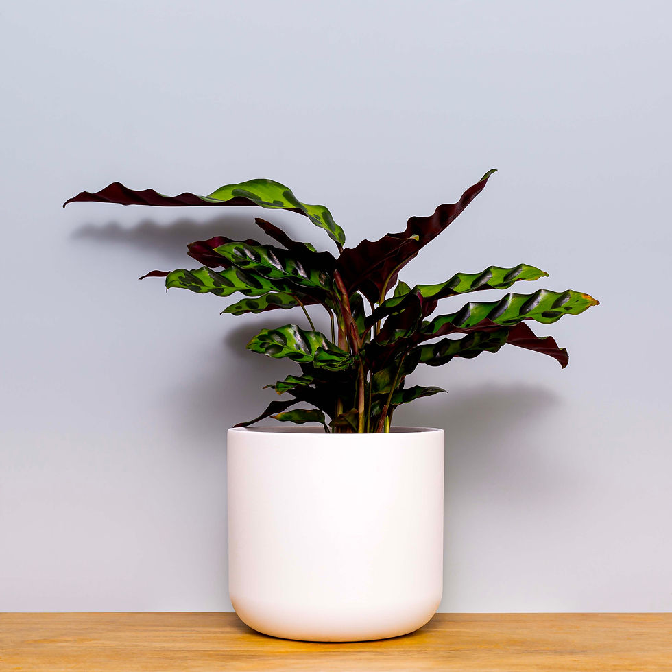 Thumbnail: White ceramic pot with Calathea Lancifolia Houseplant