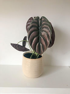 C3B52506-6270-40E3-84FB-BC662B737453_edi