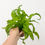 Thumbnail: Birds Nest Fern