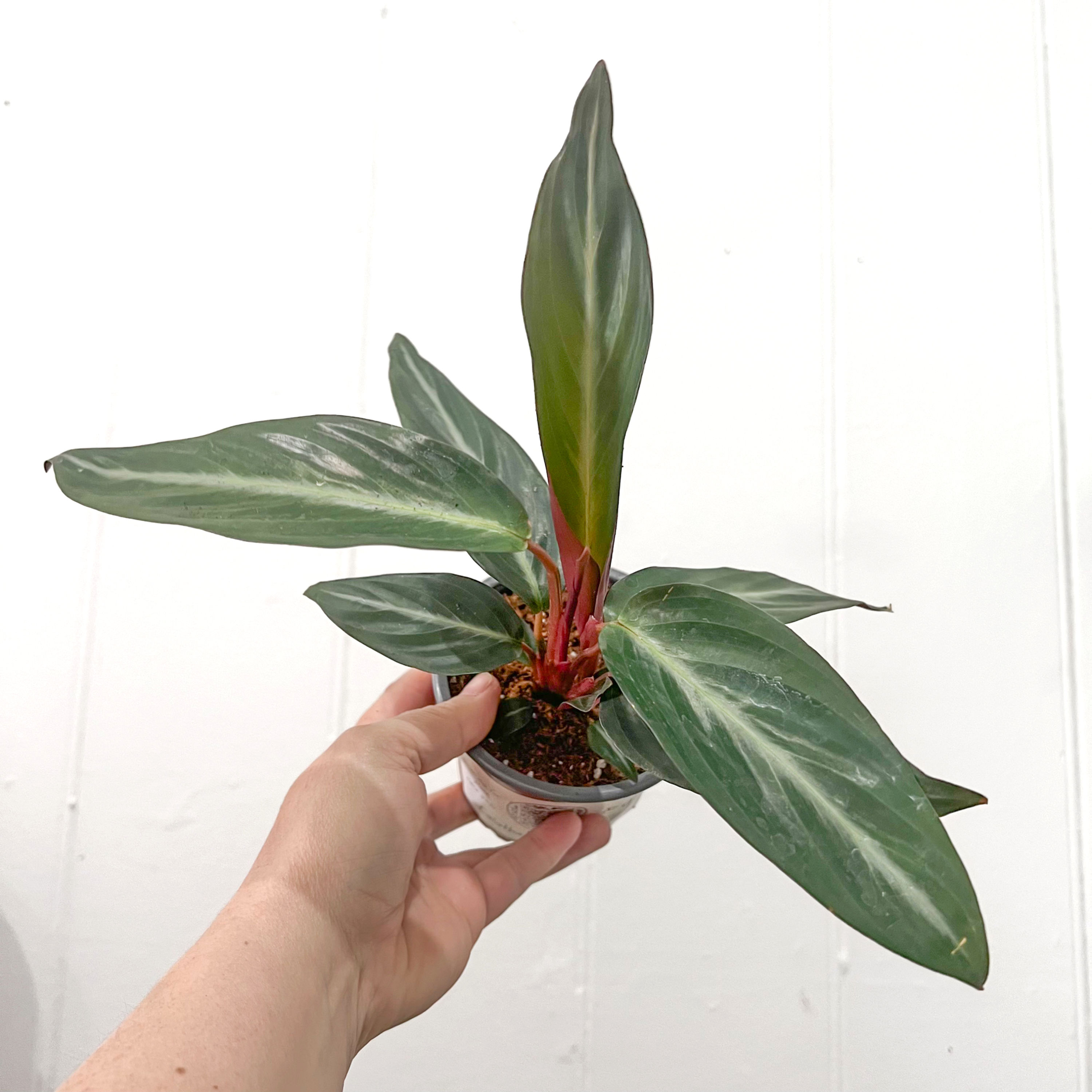 Leaf detail of Stromanthe Sanguinea houseplant