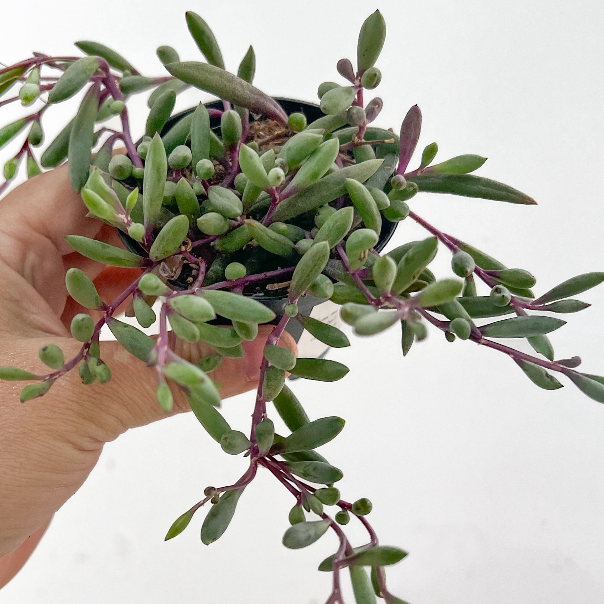 View from above of String of Rubies houseplant