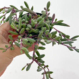 View from above of String of Rubies houseplant