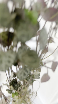 Video showing trailing stems of String of Hearts houseplant
