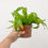 Thumbnail: Birds Nest Fern