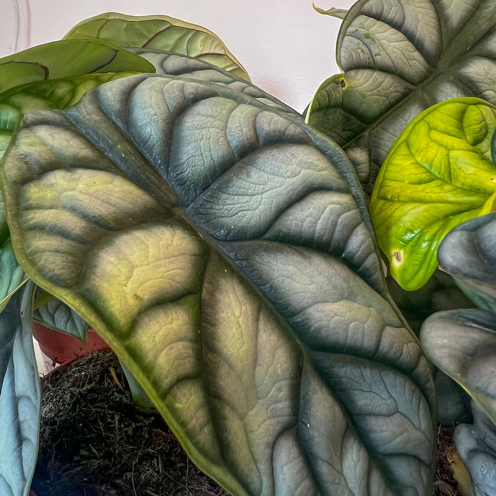 Thumbnail: Alocasia Silver Dragon leaf close up