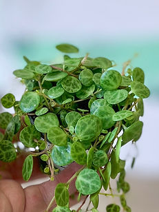 C3B52506-6270-40E3-84FB-BC662B737453_edi