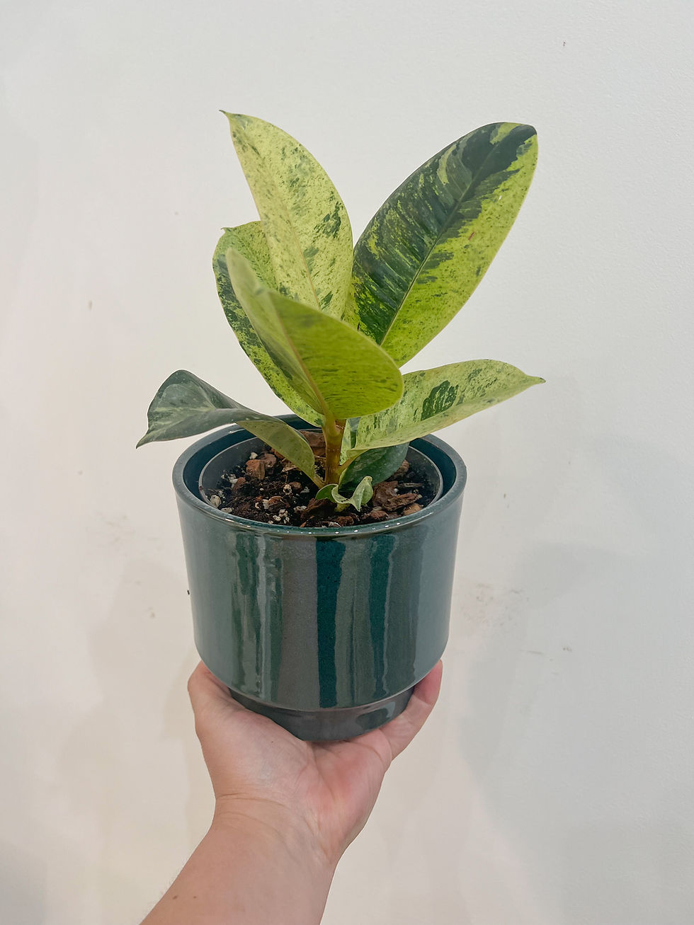 Ficus Shivereana