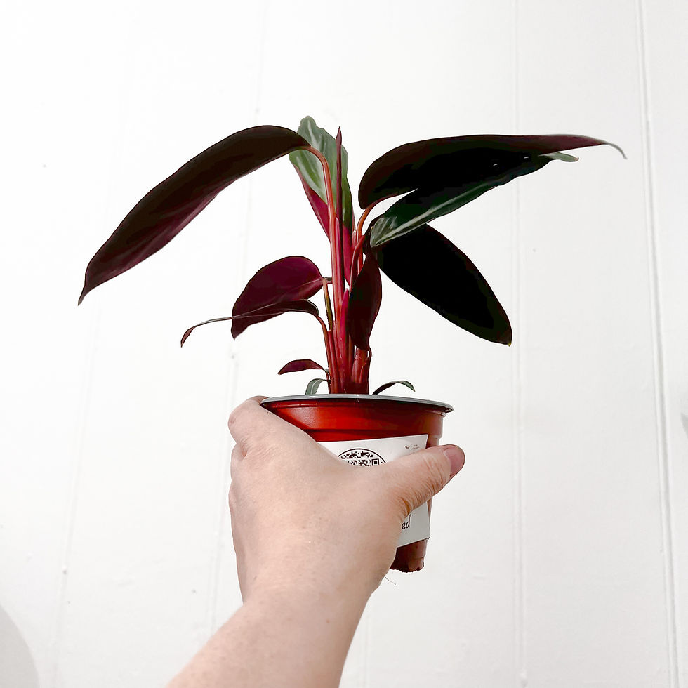 Side view of Stromanthe Sanguinea houseplant