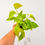 Thumbnail: Neon Pothos