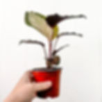 Side view of Calathea 'Royal Standard' houseplant