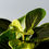 Thumbnail: Detail of leaves Of Philodendron White Wave
