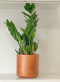 Cotton & Leaf Houseplants for sale