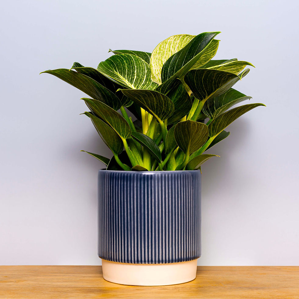 Thumbnail: Philodendron White Wave in blue ceramic pot