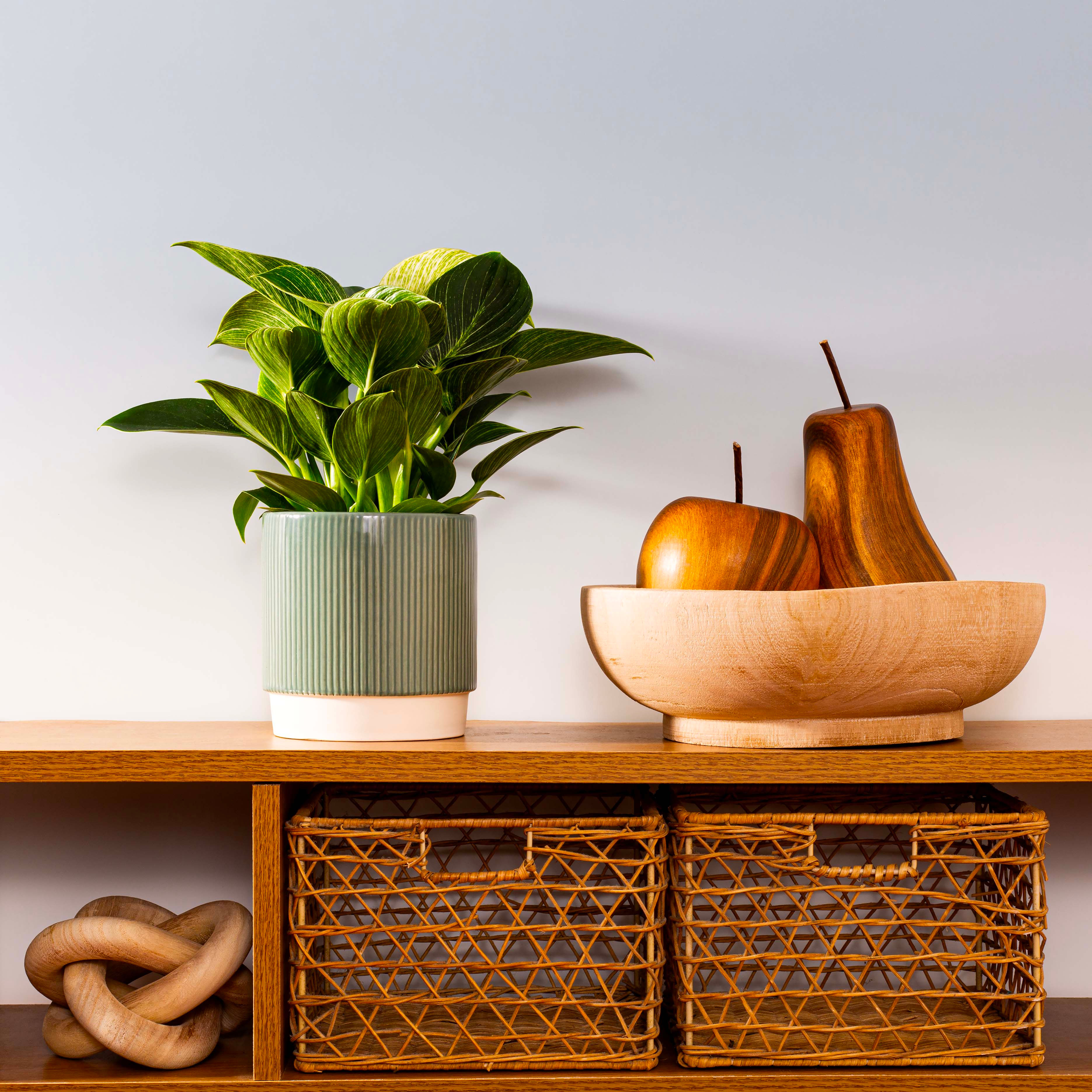 Philodendron White Wave houseplant green ceramic pot