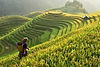 Vietam-Sapa-Mu-Cang-Chai-rice-fields-ss-scaled.jpg