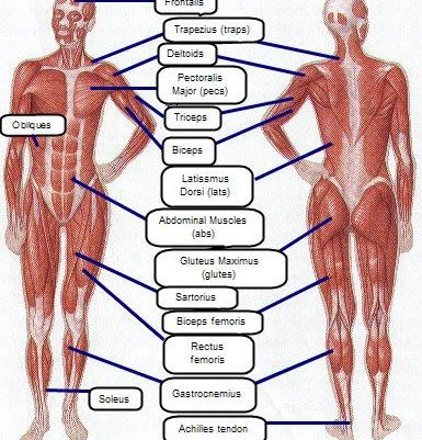 What to workout first?
