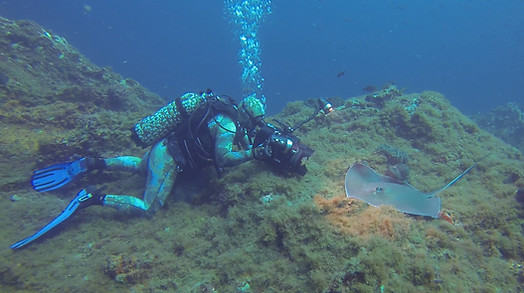 Sand Dollar Bonaire f6