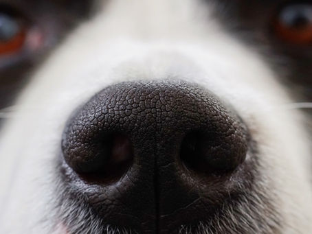 I cani possono fiutare il COVID-19?