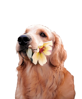 Dog with a Flower_edited.png