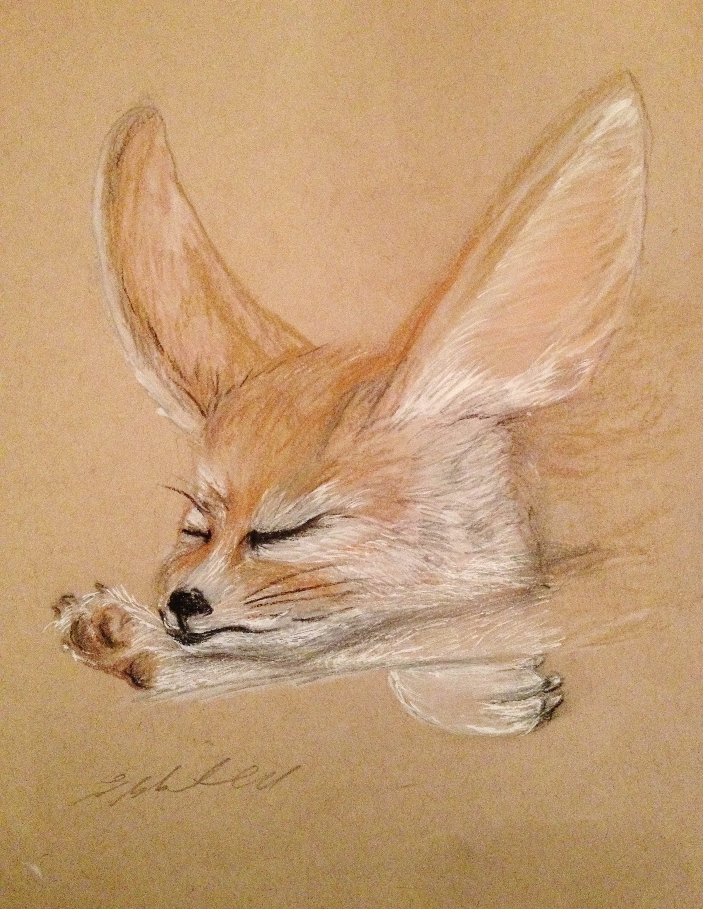 Fennec fox stretch