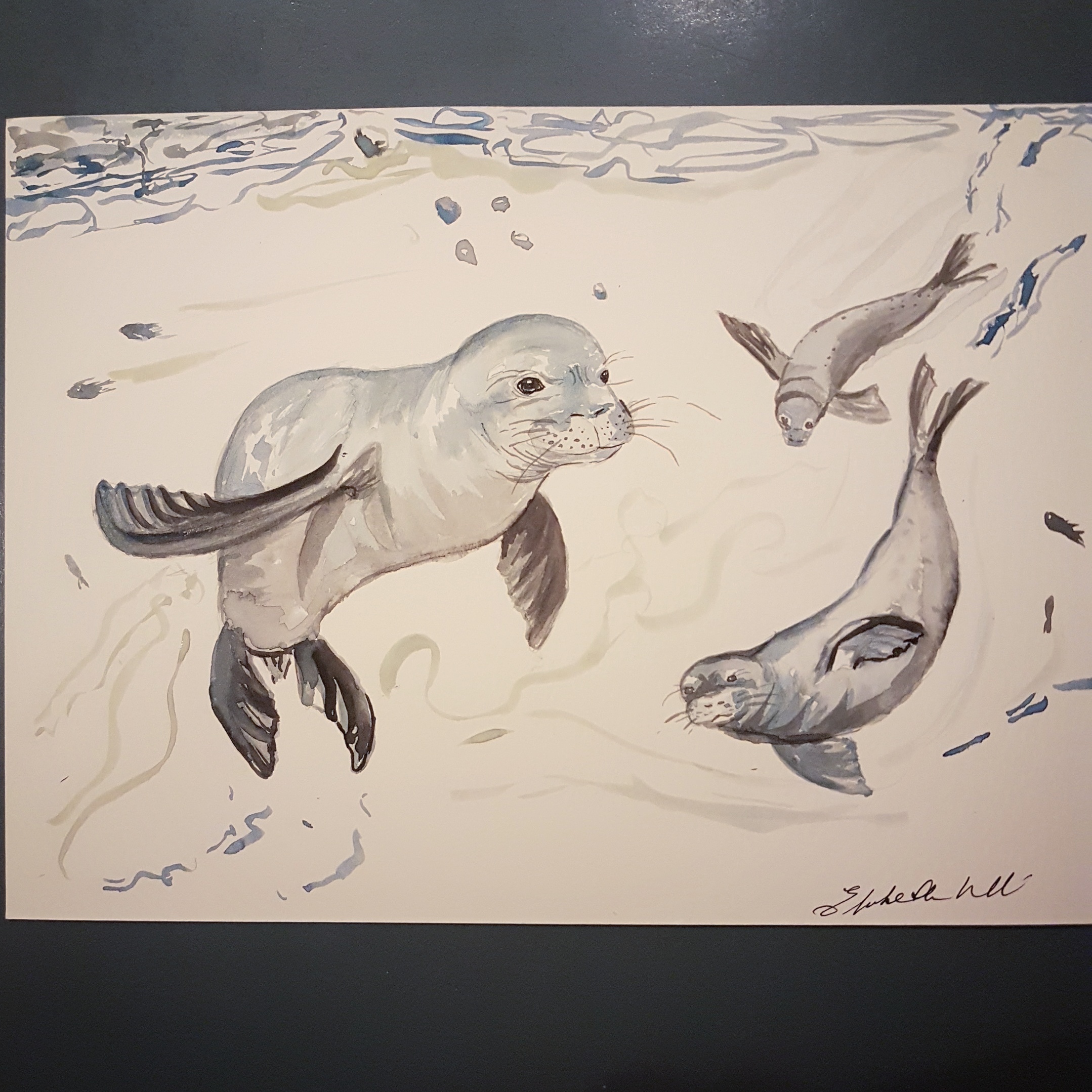 Inquisitive seals