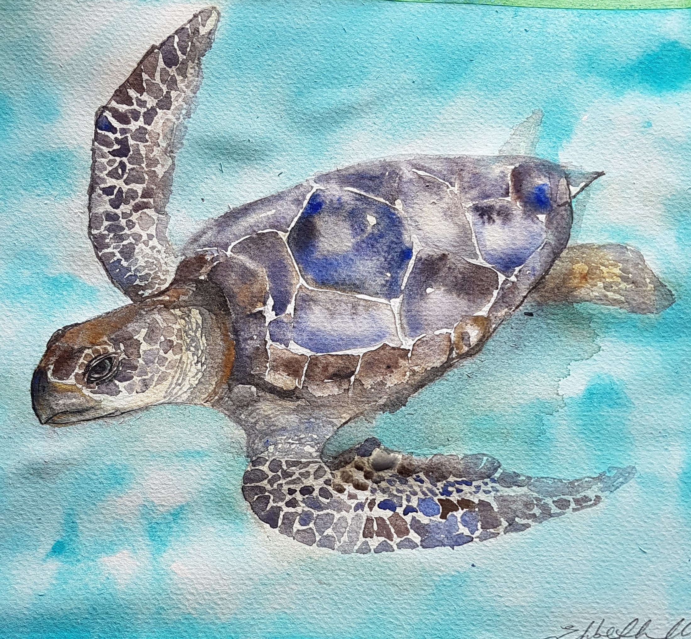 Hawkbill turtle