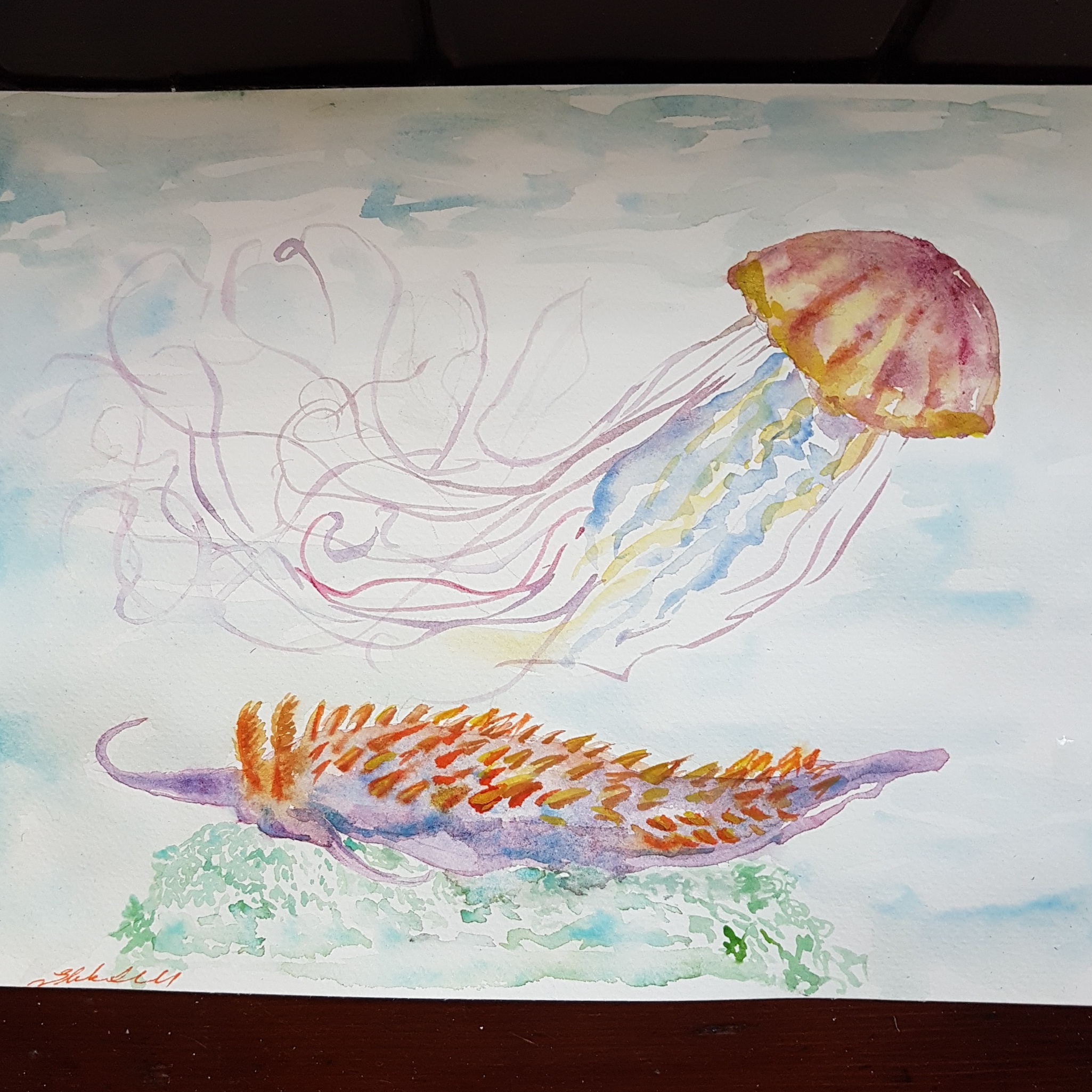 Lion's mane Jellyfish and Nudibranch