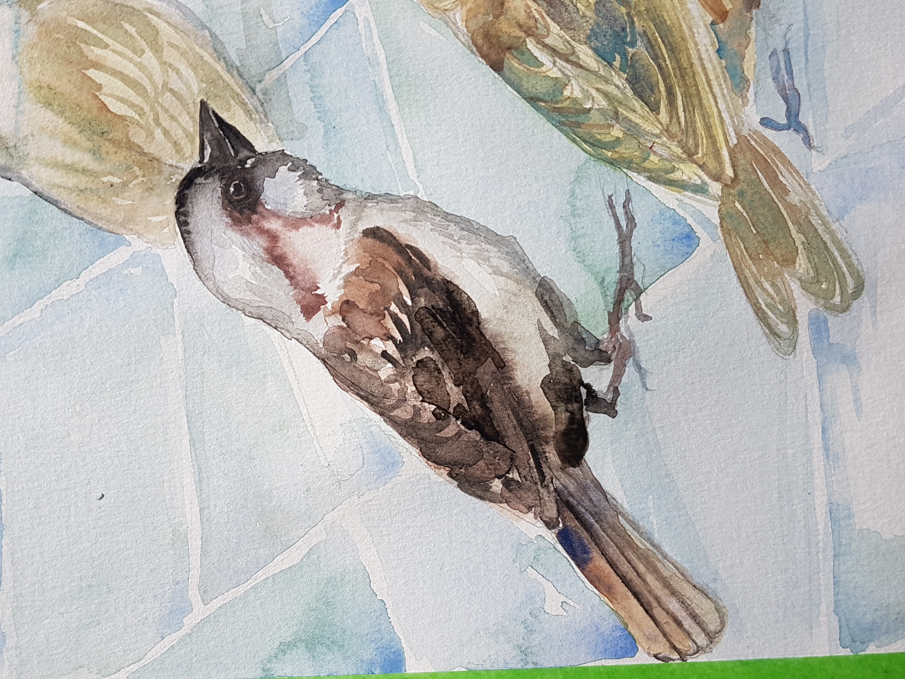 house sparrow (crop)