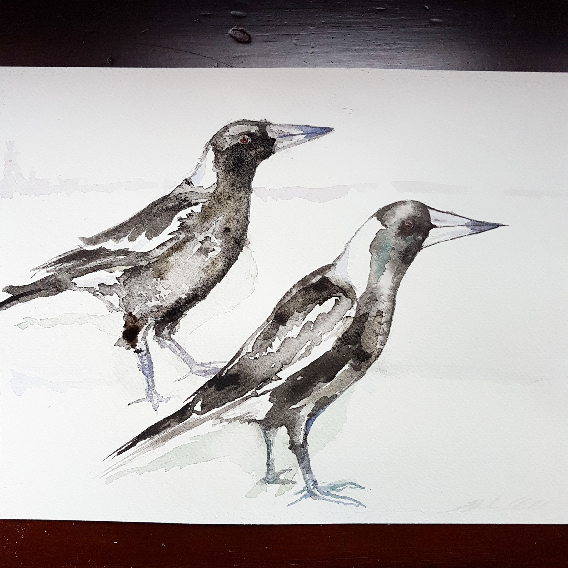 Magpies (Cractius tibicen)