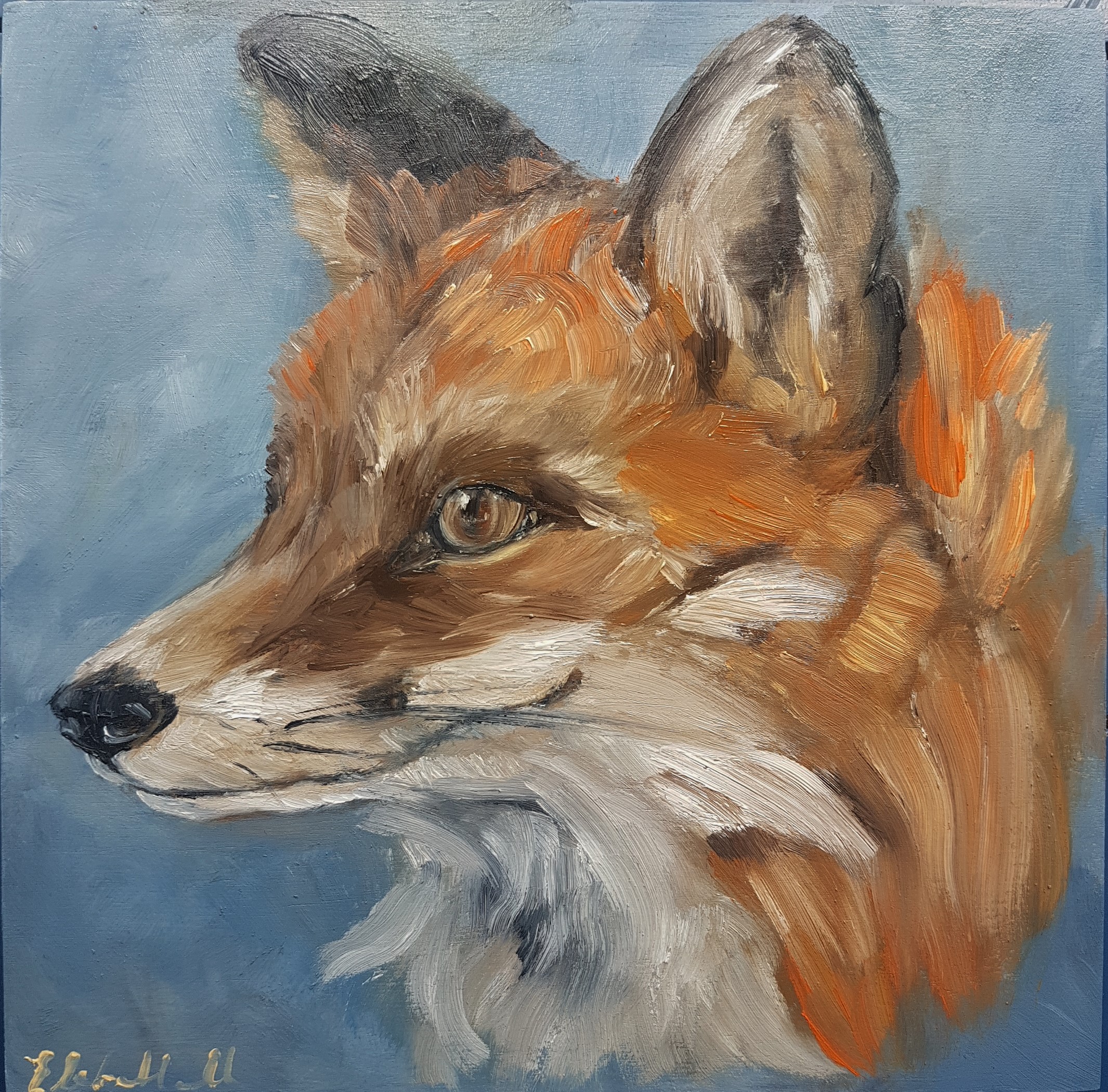 1 Liz H Lovell Vulpes Vulpes Red Fox 20x