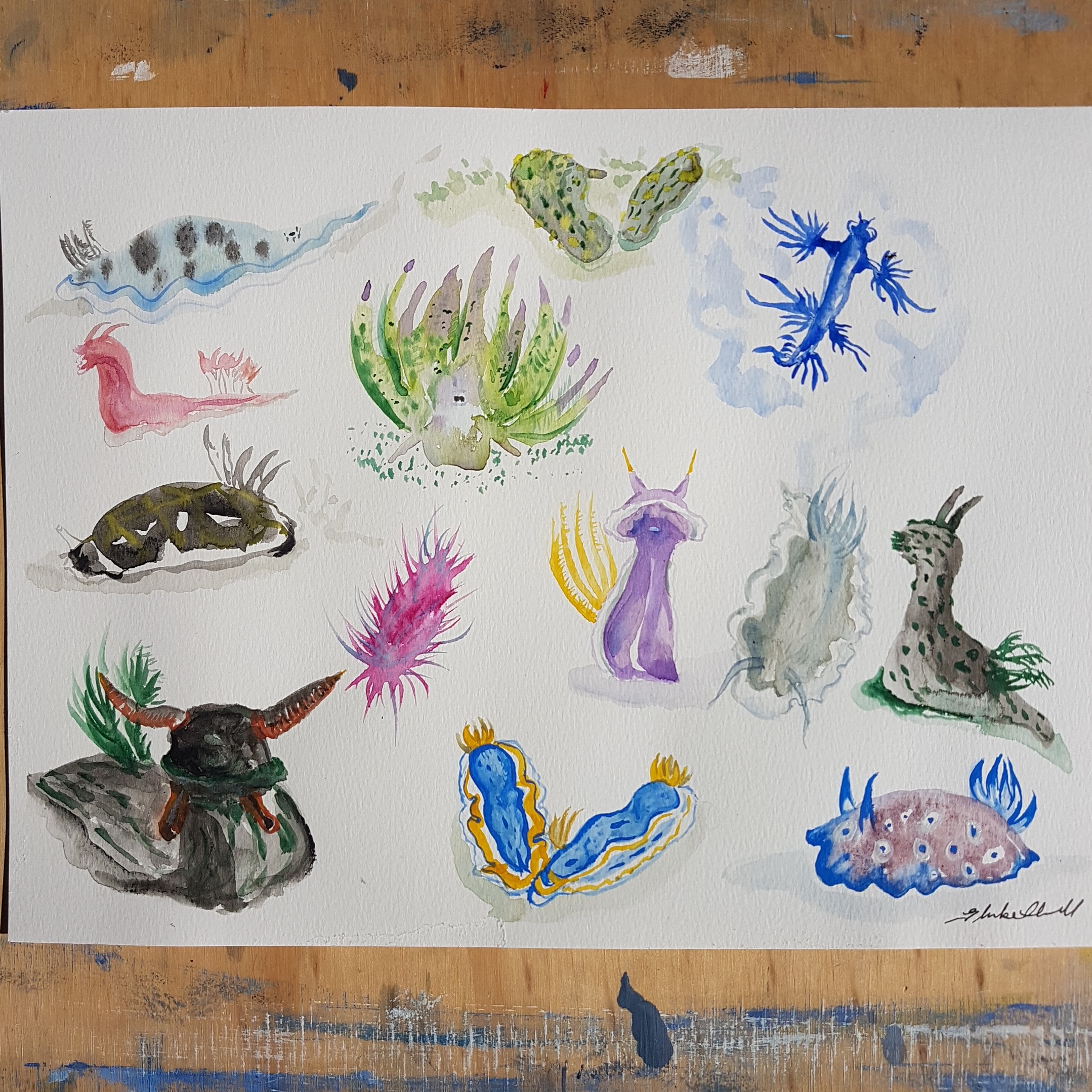 World of Nudibranch