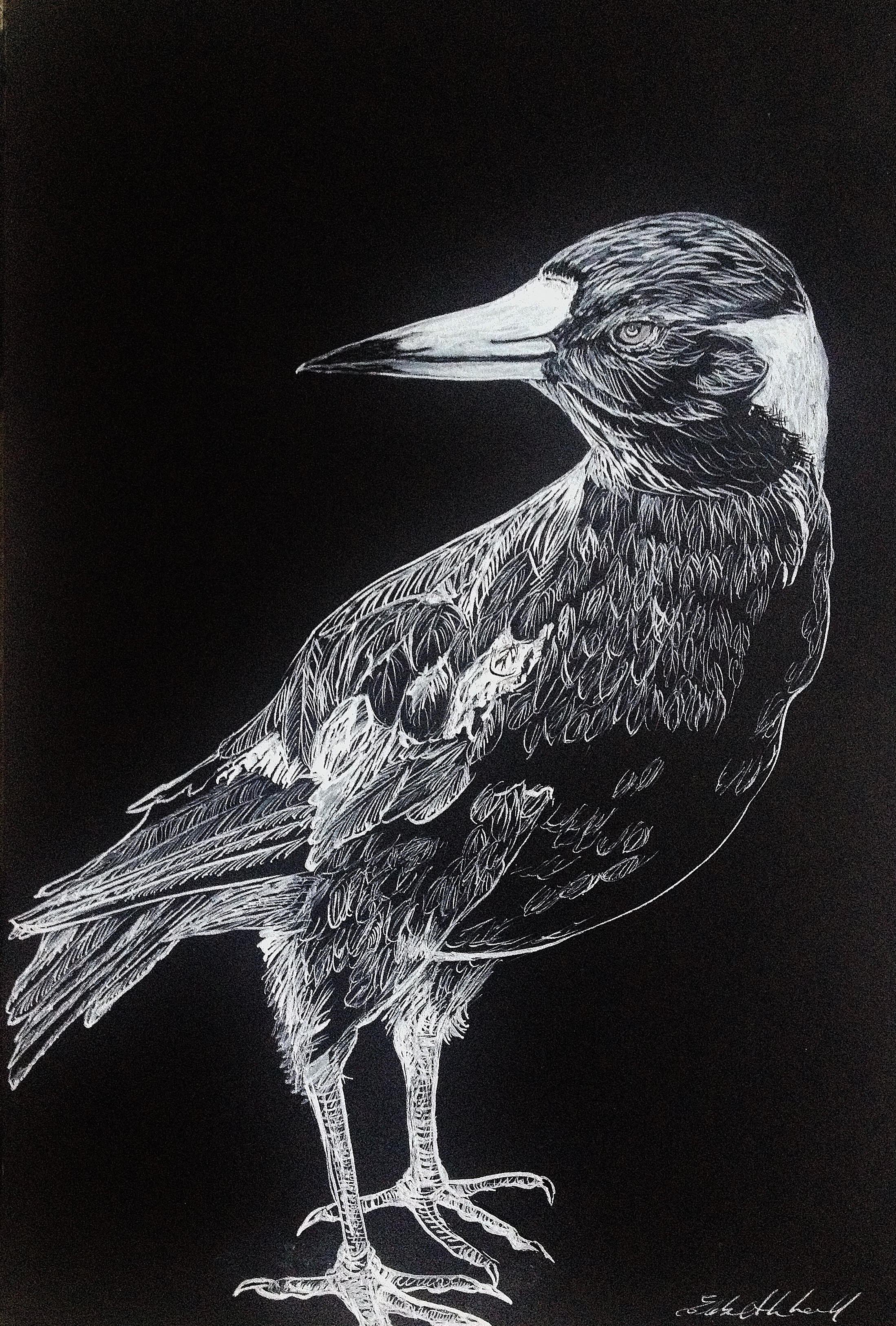Magpie