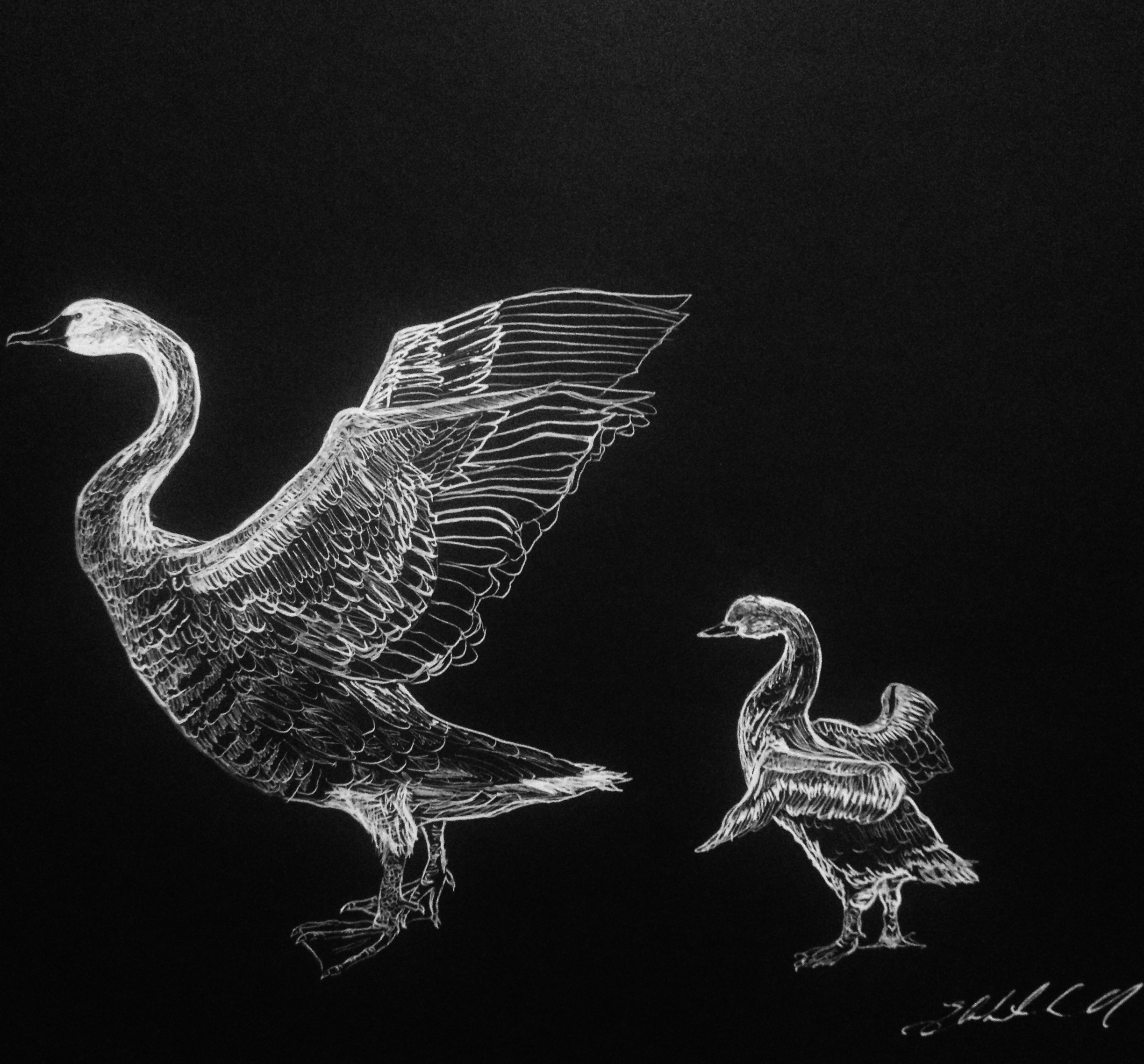 Swan and Cyget