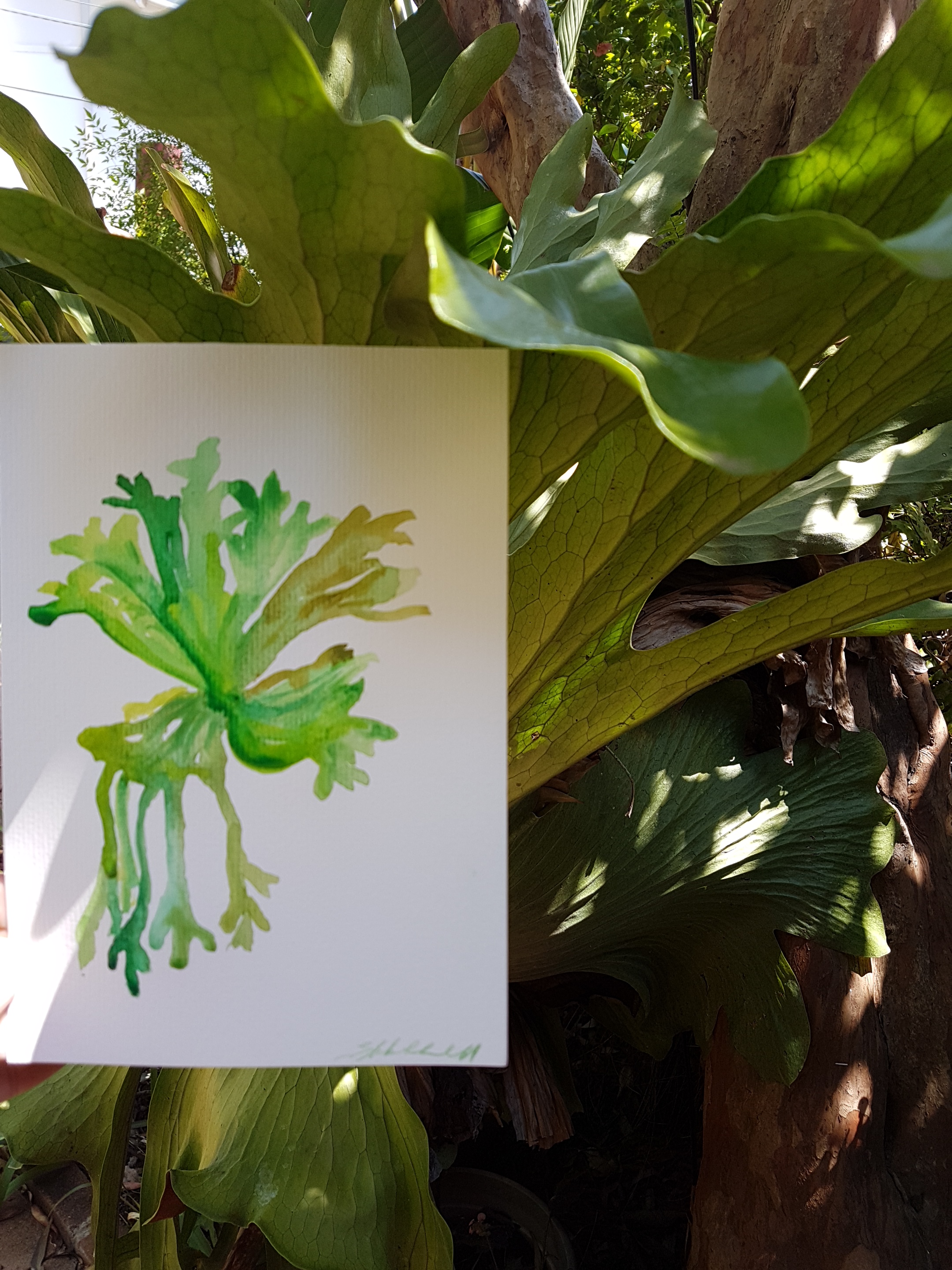 Staghorn fern