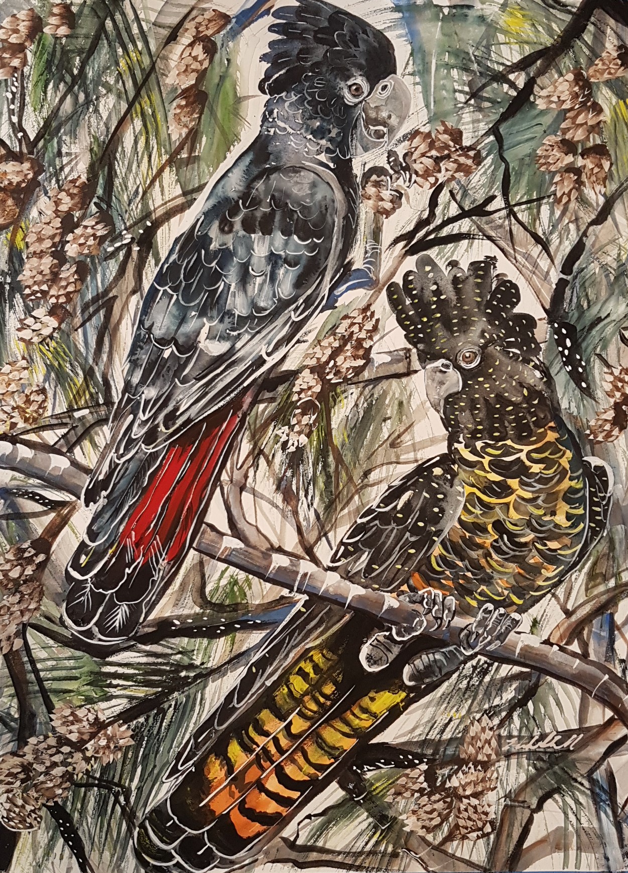 Red-Tailed Black Cockatoo