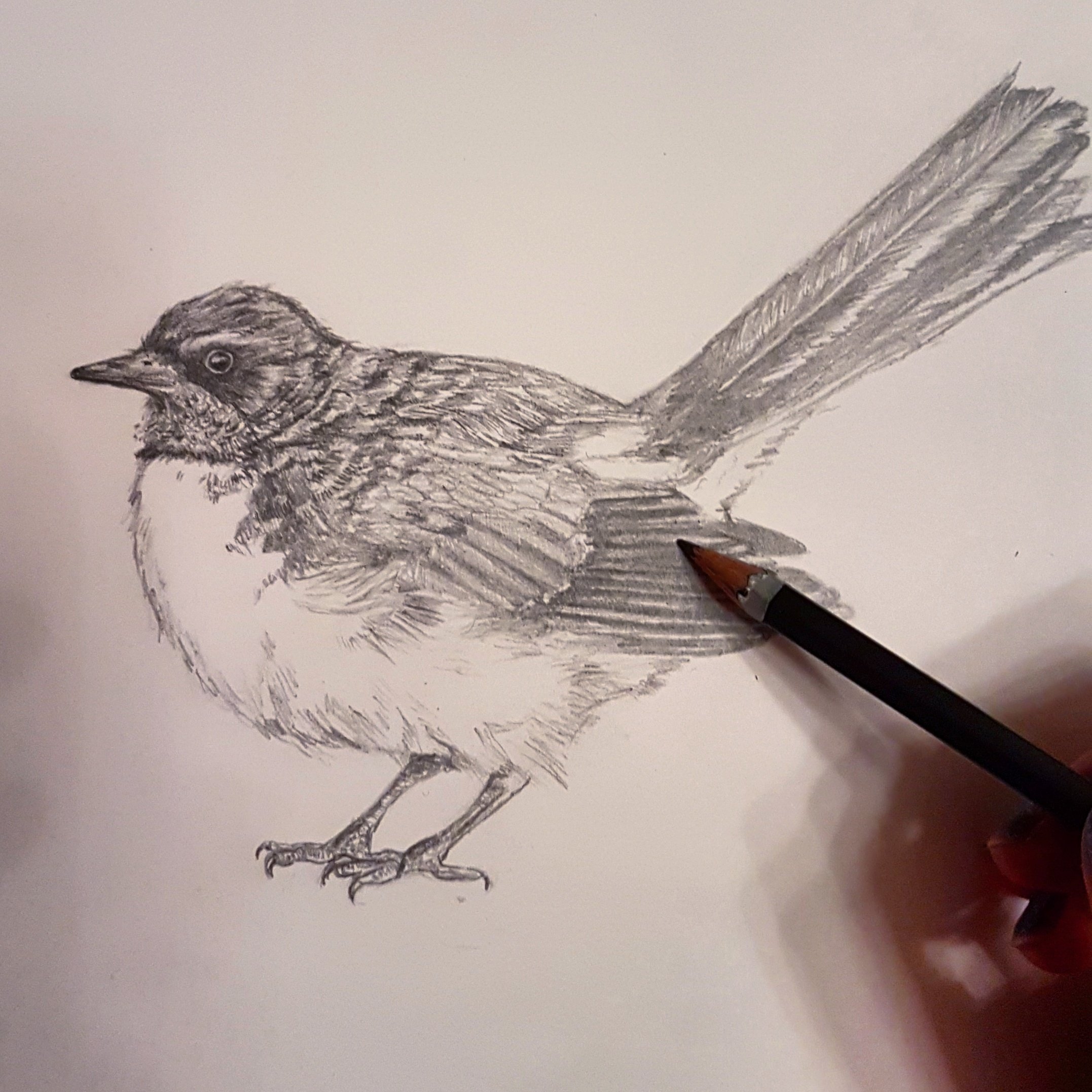 In progress - Willy Wagtail