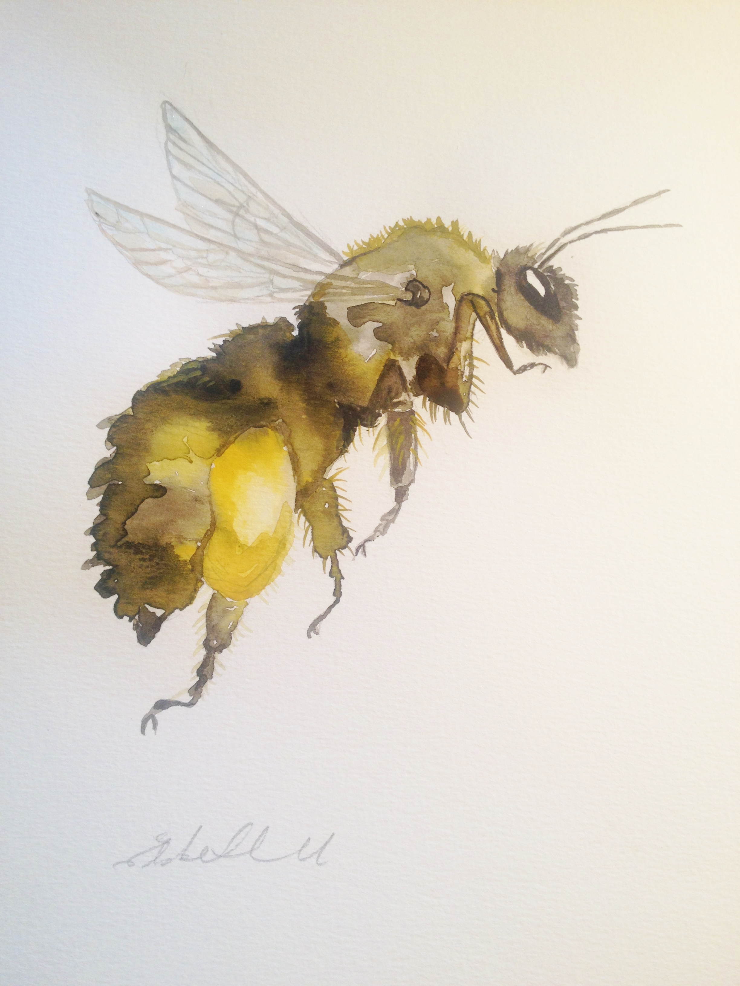 Honey Bee by Liz H Lovell