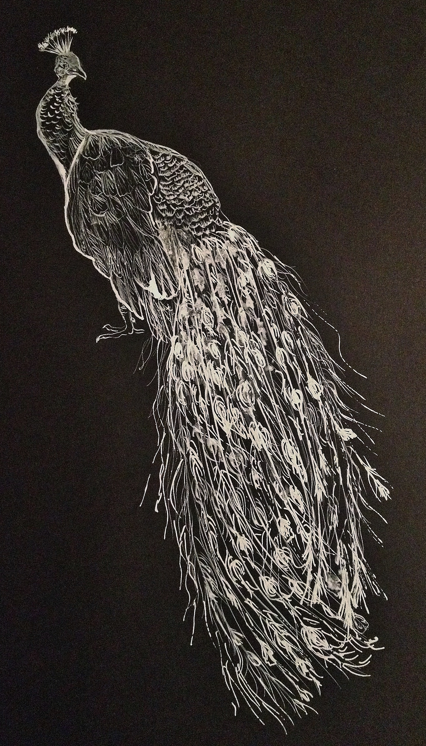 white peacock