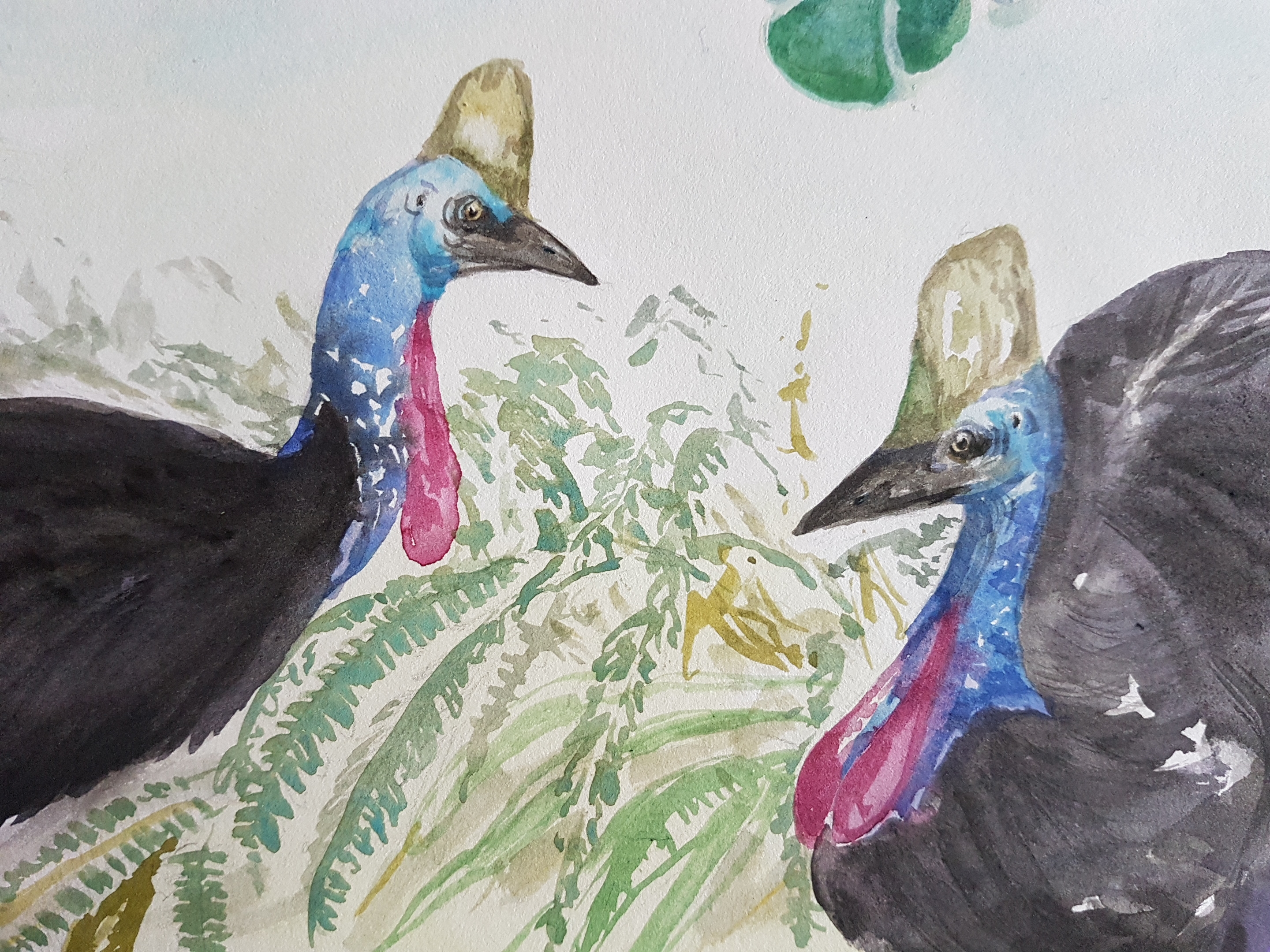 Cassowaries