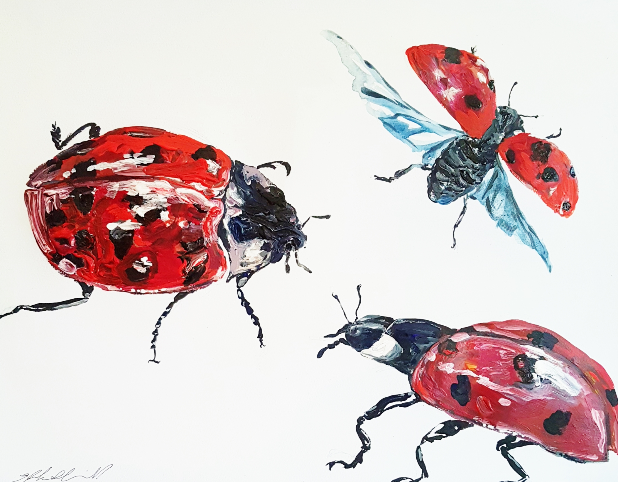Ladybird Beetles