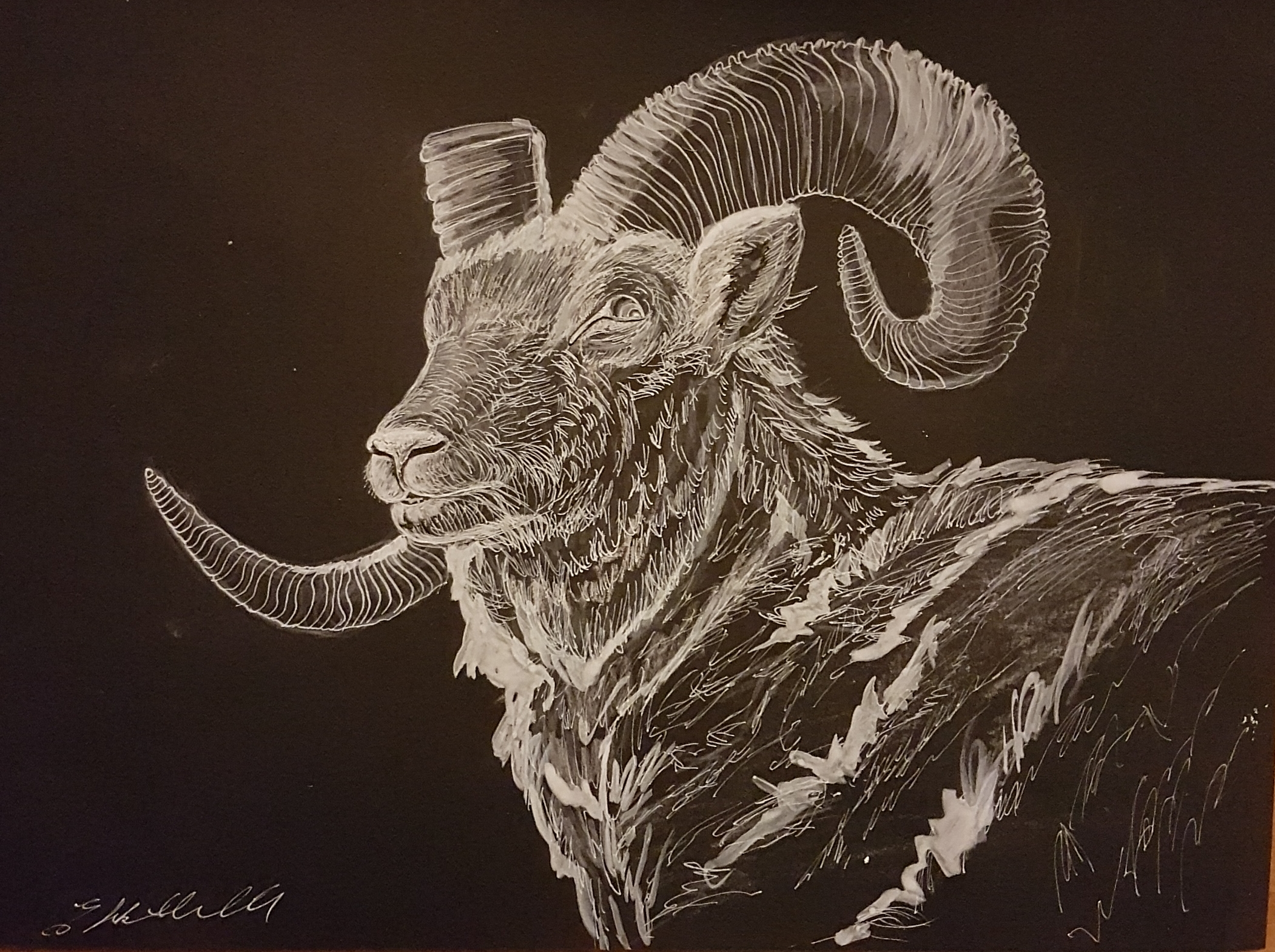 Dall Sheep (Ovis Dalli Dalli)