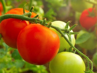 Horta