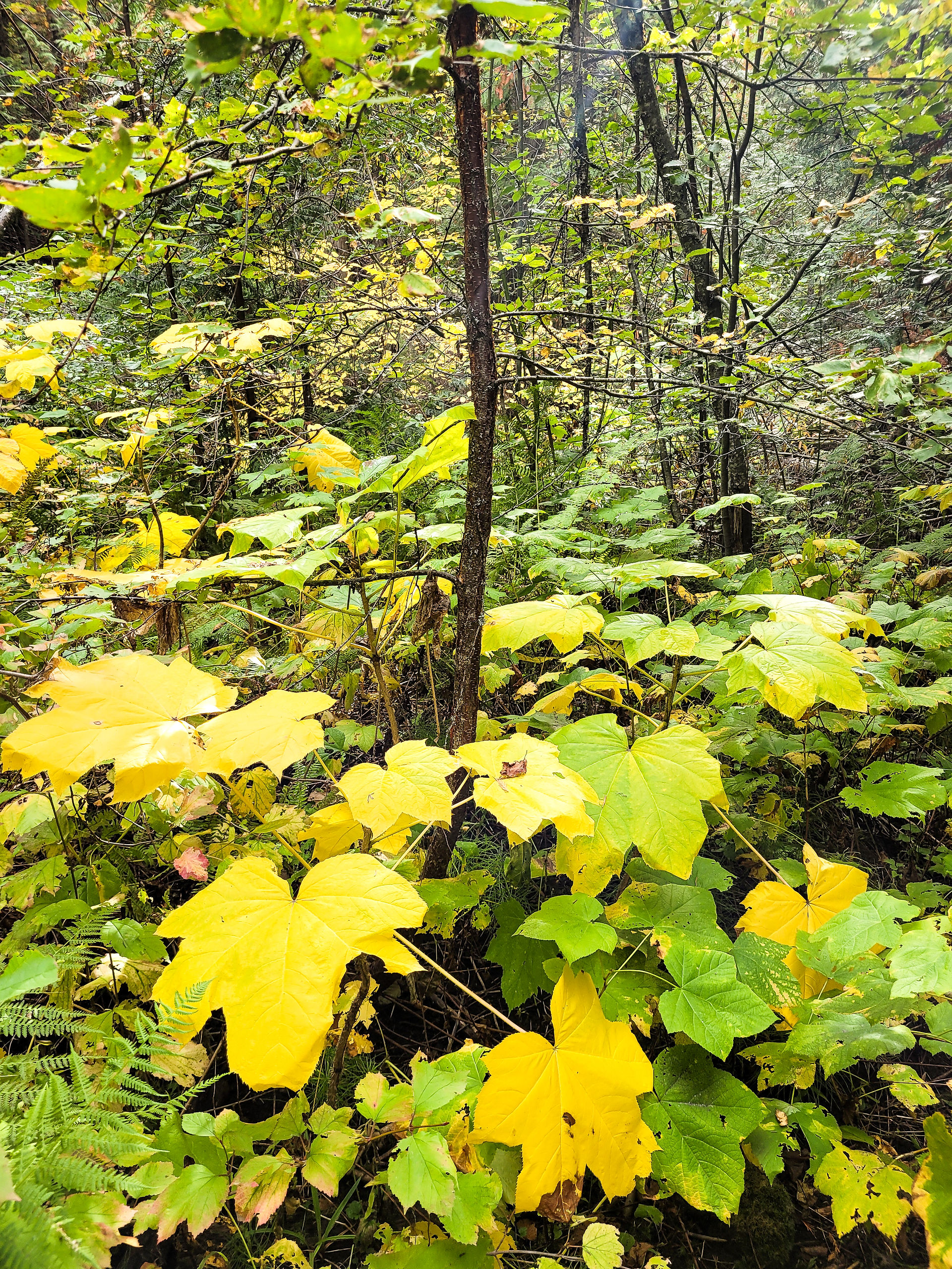Leaves changing colours during fall on BX Creek Trail