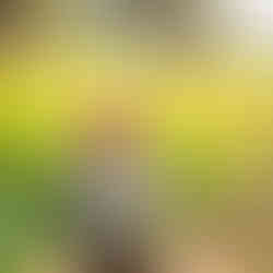 Silverstar Gnome Hunt, Okanagan, summertime activities, Vernon, British Columbia, gnome